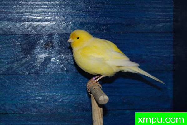 金丝雀-杂花法夫[品种： 法夫]---著名摄影师： bertrand62630 摄
