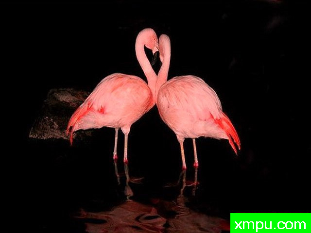 火烈鸟情侣---著名自然摄影师：王晓瑜摄影