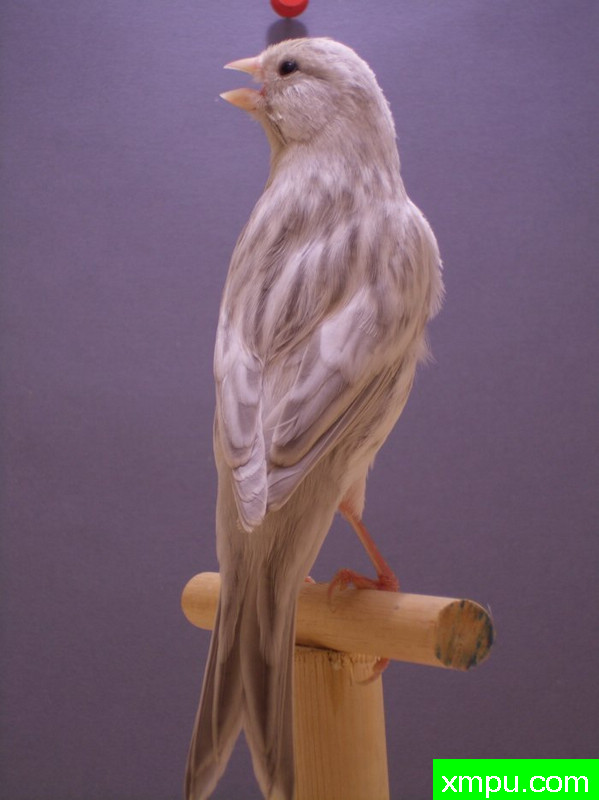 金丝雀-灰蛇2011年[品种：灰蛇纹]---著名摄影师： trainer92 摄