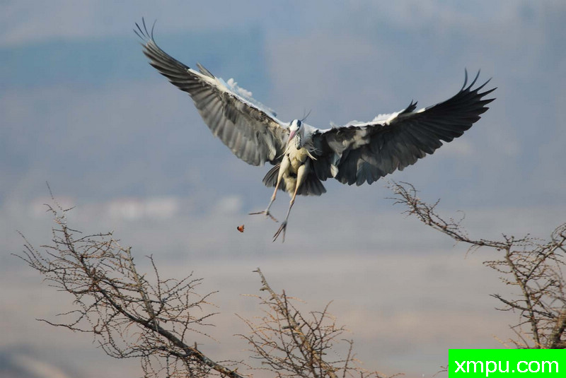 辽东山区拍苍鹭---著名摄影师：自然的回响摄影