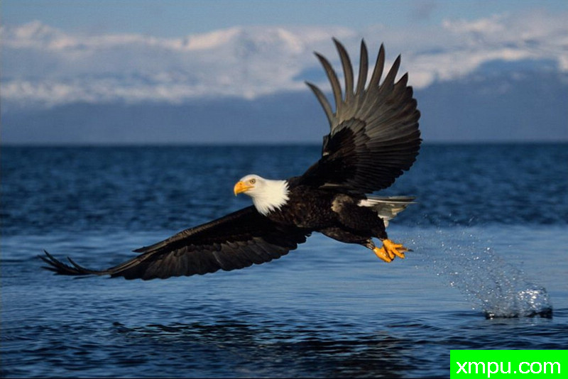 白头雕失手--著名自然摄影师：肯阿彻摄影