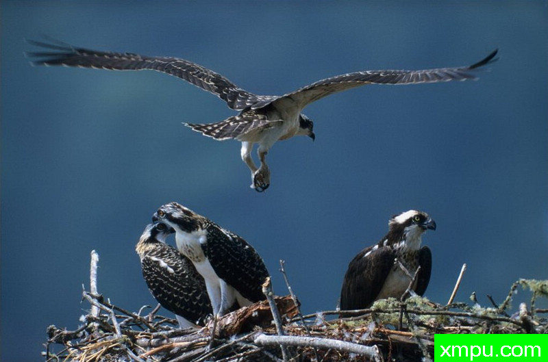 归巢--著名自然摄影师：肯阿彻摄影