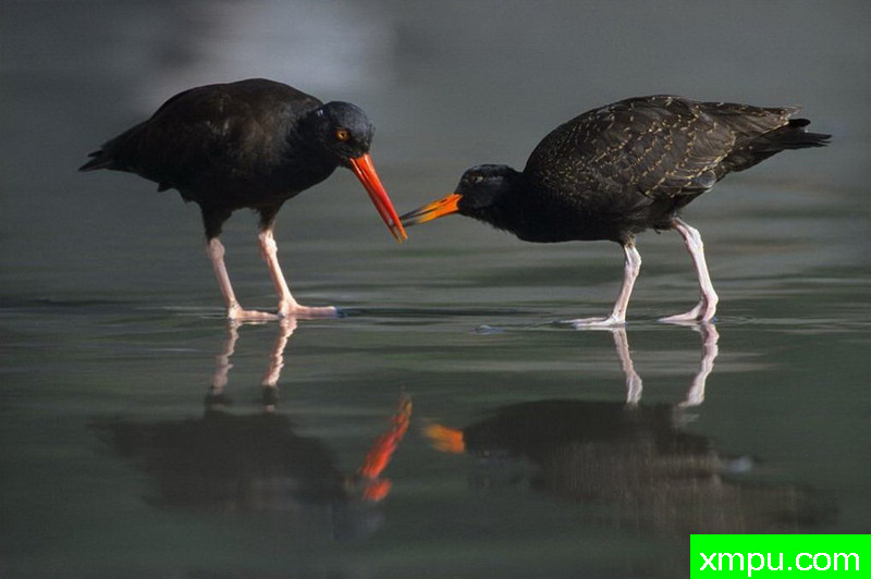 亲mi--著名自然摄影师：肯阿彻摄影