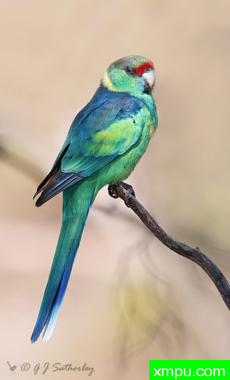 澳大利亚灵内克---著名荒野摄影师：杰拉德摄影