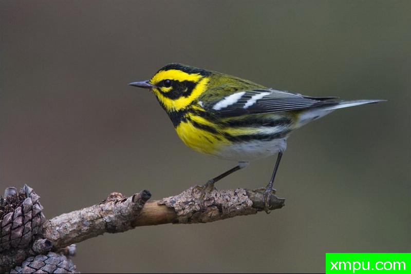 黄纹莺--著名自然摄影师：肯阿彻摄影