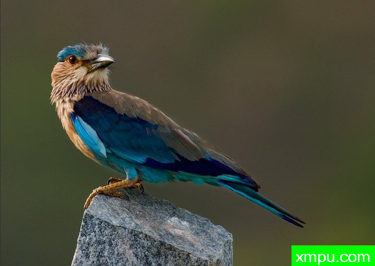 印度辊[印度辊 - Coracias bengalensis] - 印度迈索尔