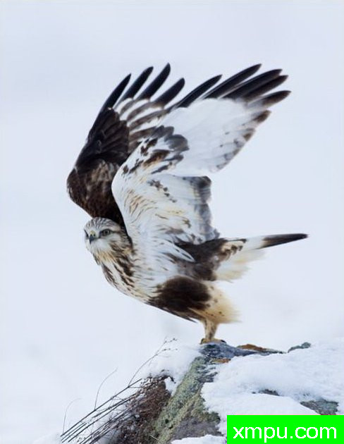 要起飞--著名自然摄影师：肯阿彻摄影