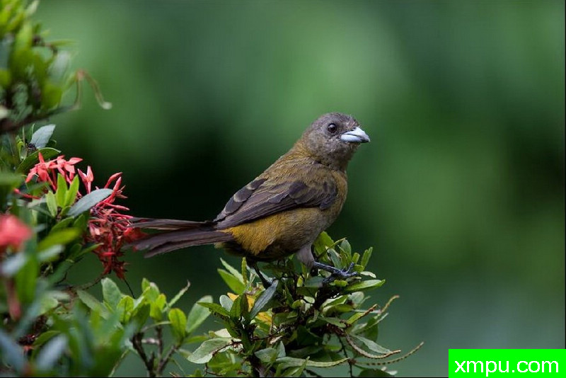 希思金--著名自然摄影师：以斯拉（Izzy）舒尔茨摄影[美国]