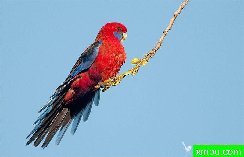 深红罗塞拉鹦鹉--著名荒野摄影师：杰拉德摄影