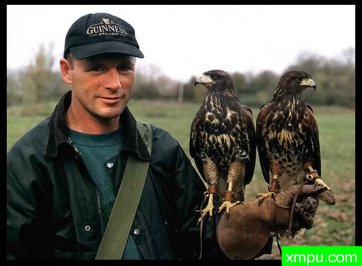 双鹰哈里斯--摄影师：郑海泉琼斯摄影