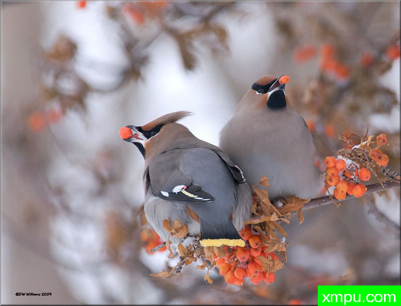 太平鸟--摄影师：大卫威廉斯摄影