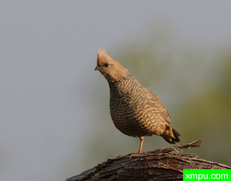 蓝色手表---摄影师：巴里河伯德摄影