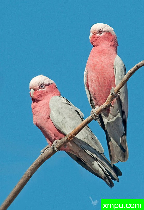 加拉鹦鹉--著名荒野摄影师：杰拉德摄影
