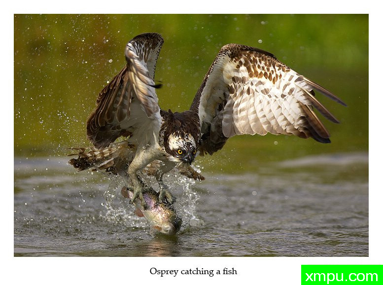 爪不虚发---摄影师： 丹尼绿色摄影