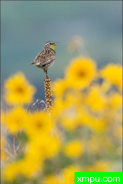 独立黄花--著名自然摄影师：肯阿彻摄影.