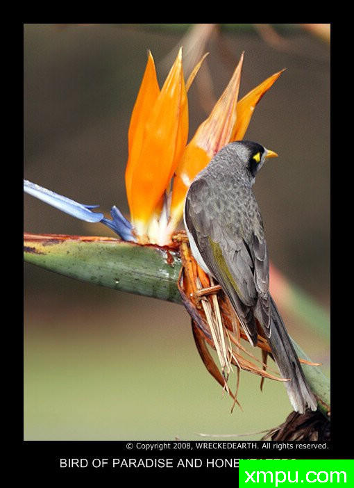 天堂鸟和哈尼伊特尔--著名自然摄影师：Birte拉格兰摄影