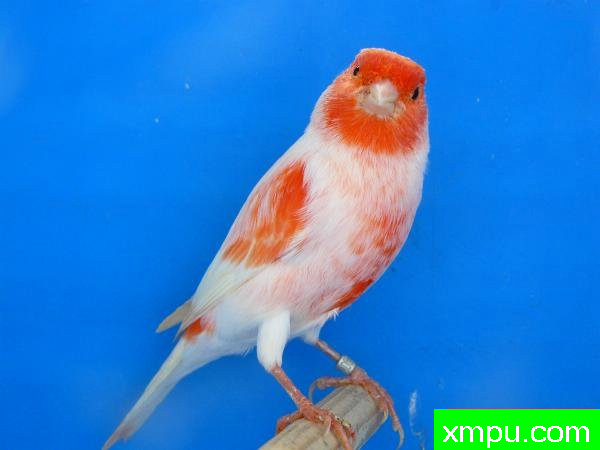 金丝雀2011年新品[品种：红马赛克]---著名摄影师： lipomosaique