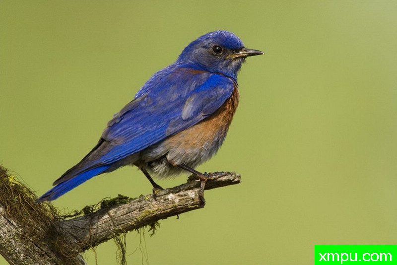 蓝鸟--著名自然摄影师：肯阿彻摄影