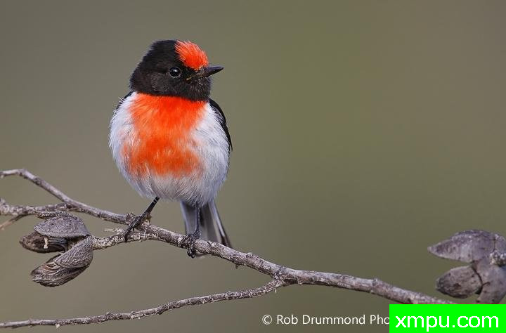 红盖罗宾[澳大利亚]--著名荒野摄影师：罗布德拉蒙德摄影