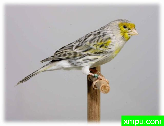 黄班玛瑙玉鸟01----摄影师：约翰凡德maelen 摄影[荷兰]