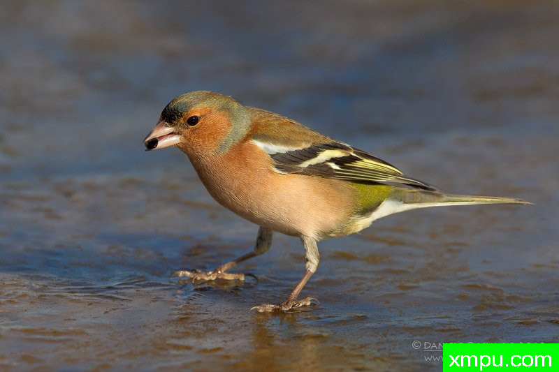 和金丝雀能杂交鸟雀
