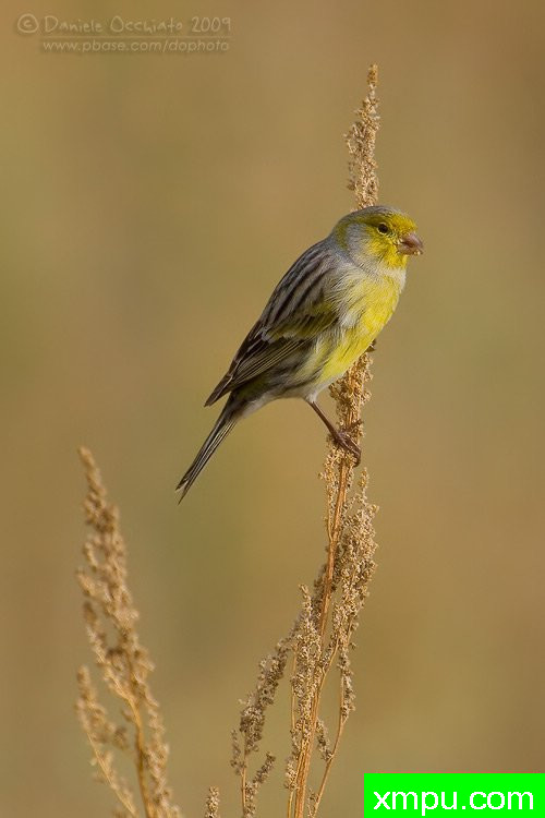 和金丝雀能杂交鸟雀