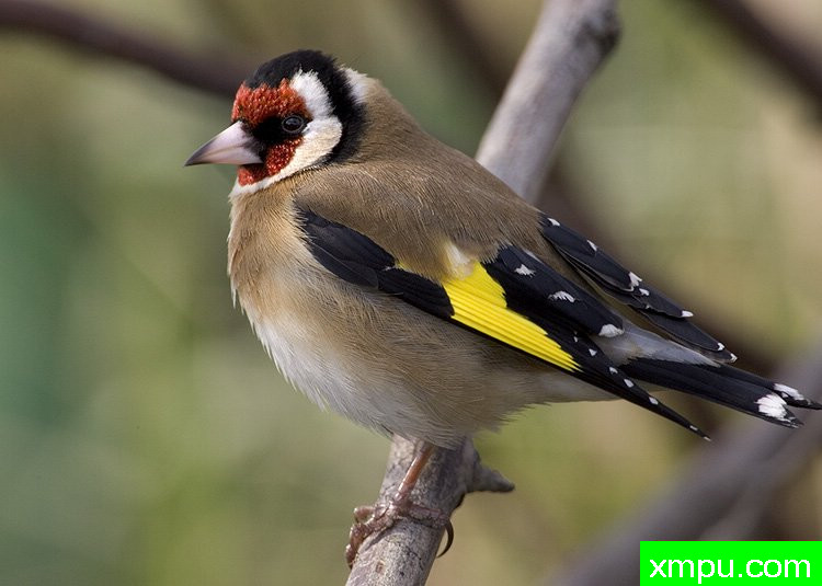 和金丝雀能杂交鸟雀