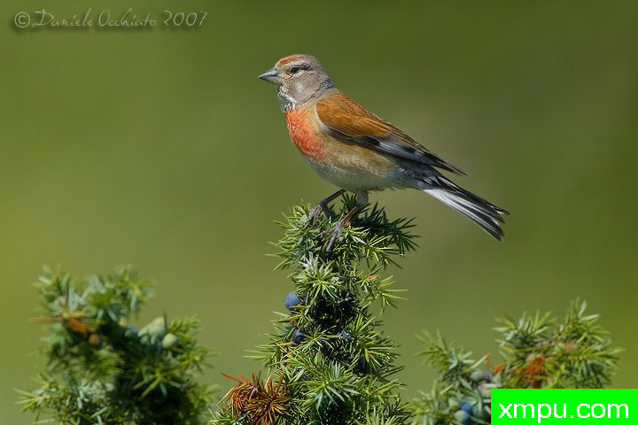 和金丝雀能杂交鸟雀