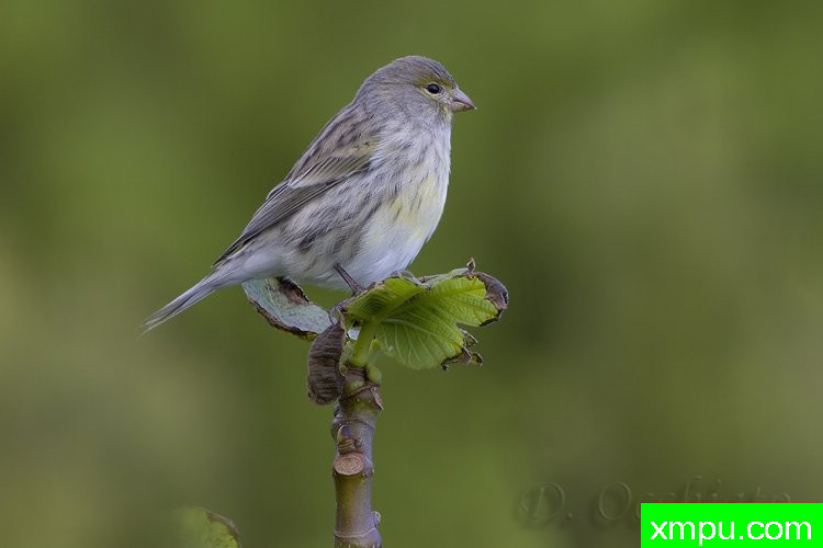和金丝雀能杂交鸟雀
