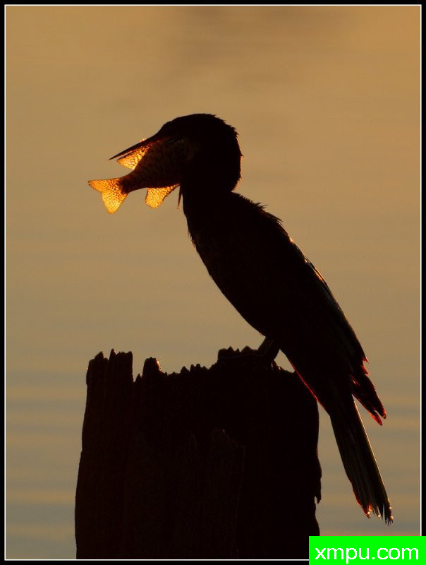 捕鱼朗----摄影师：罗尼加伯特摄影