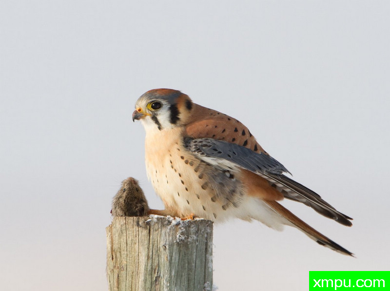 美国红隼--摄影师：罗恩杜德利摄影[美国]