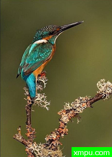 普通翠鸟--野外摄影师：丹尼拉雷多摄影