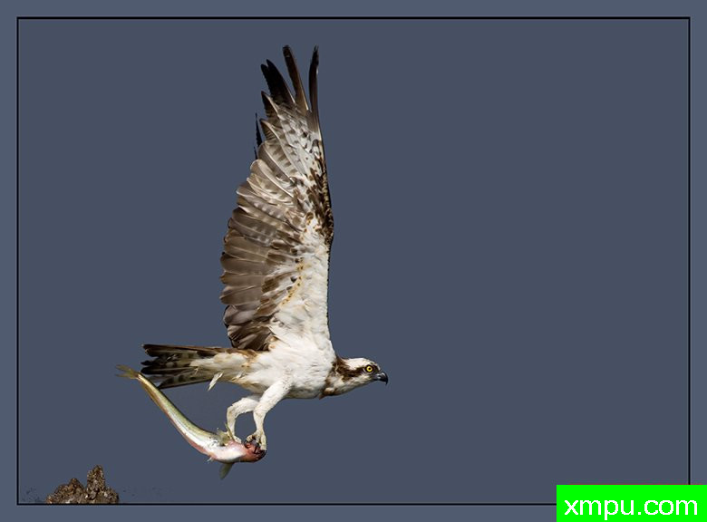 鱼鹰的收获--摄影培育师：阿吉特Huilgol 摄影[美国]