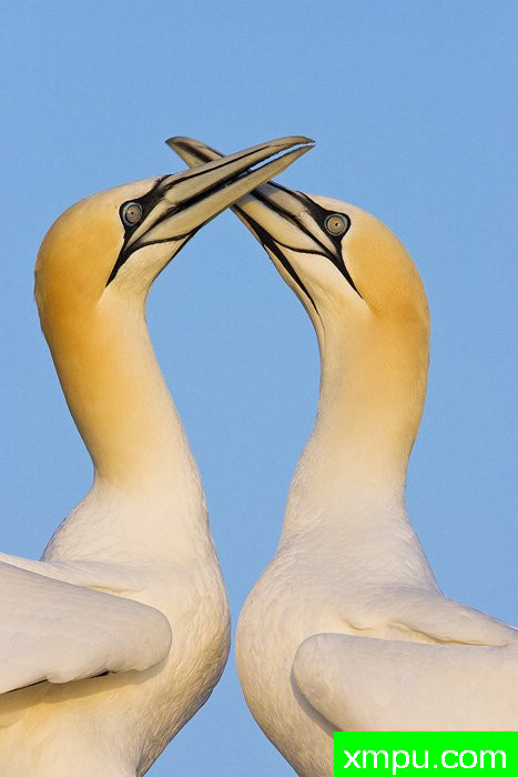 北方塘鹅---摄影师：爱德华兹摄影