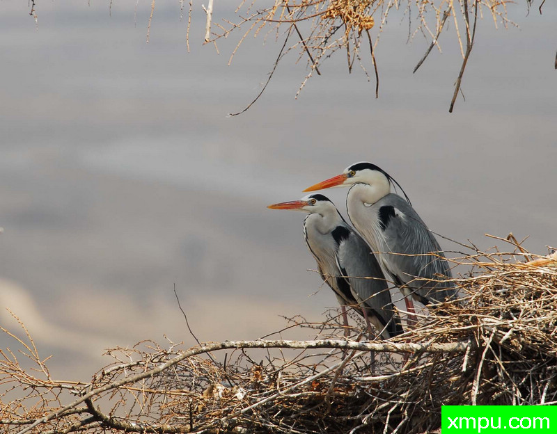 辽东山区拍苍鹭-著名自然摄影师：自然的回响摄影