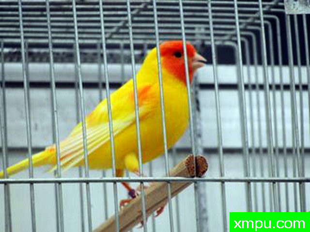 金丝雀-黄叶红玛瑙--摄影师：lipo mosaique rouge 88 [法国]