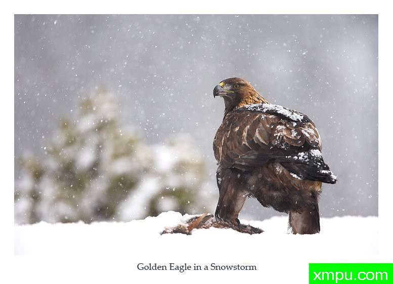 傲雪---摄影师： 丹尼绿色摄影