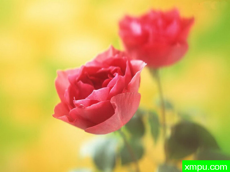 亲蜜的情人节---著名摄影师：罗尔夫Hicker。自然摄影[美国]