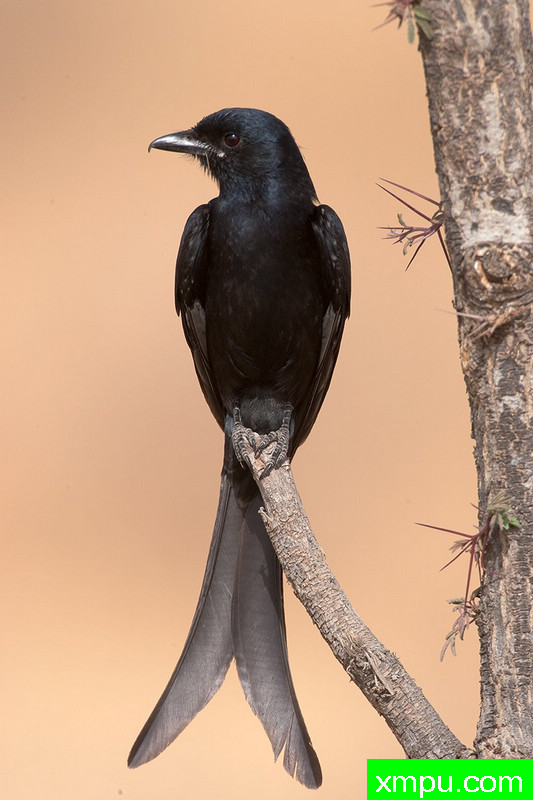 黑卷尾--摄影培育师：阿吉特Huilgol 摄影[美国]