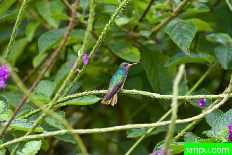 蜂鸟在听--著名自然摄影师：以斯拉（Izzy）舒尔茨摄影[美国]