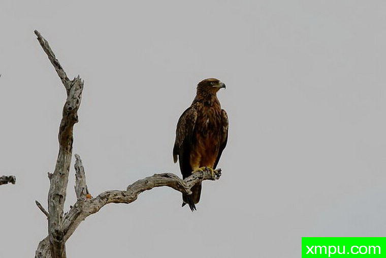 沉默的哨兵 - 尔伯格的鹰---摄影师： 达伦Colello  摄影