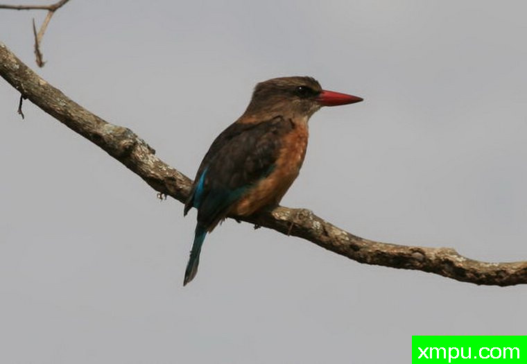 土地测量 - 翠鸟 ---摄影师： 达伦Colello  摄影