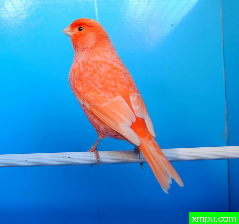 金丝雀-霜叶红冠军--摄影师：BATTAGLIA64摄影