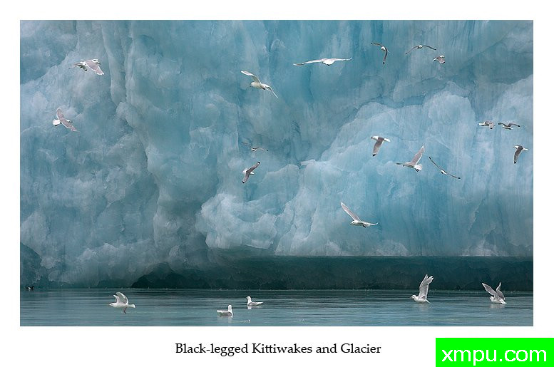 兰冰群鸥飞---摄影师： 丹尼绿色摄影