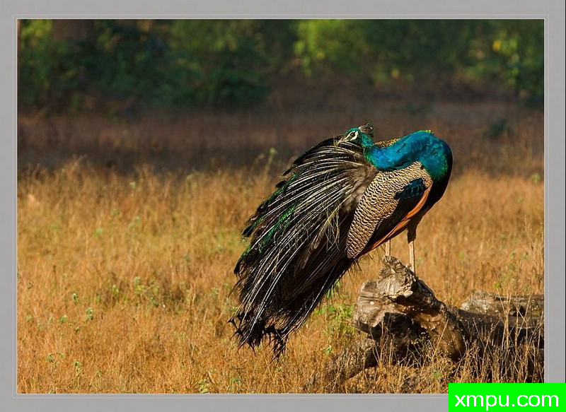 印度孔雀[印度]--摄影师：S达斯摄影