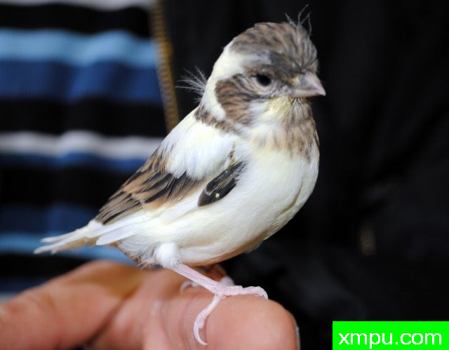 金丝雀 杂花式法夫[品种： 法夫]---著名摄影师： bertrand62630