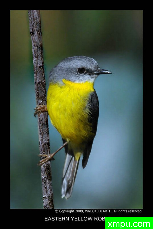 豫东黄河罗宾--著名自然摄影师：Birte拉格兰摄影