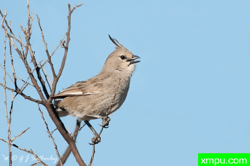 Chirruping Wedgebill --著名荒野摄影师：杰拉德摄影