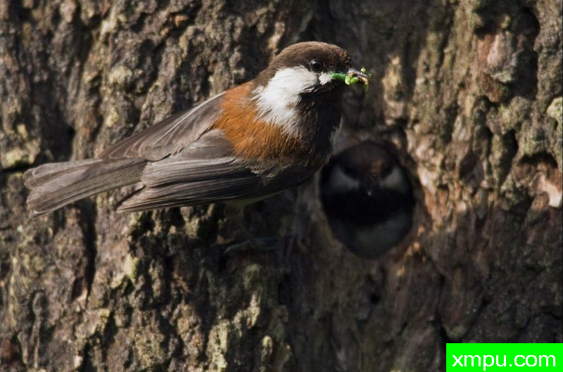 开饭了--著名自然摄影师：肯阿彻摄影