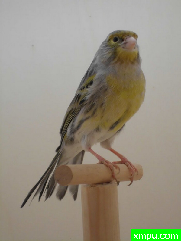 金丝雀-蛇纹黄玛瑙相思[品种：蛇纹]---著名摄影师： trainer92